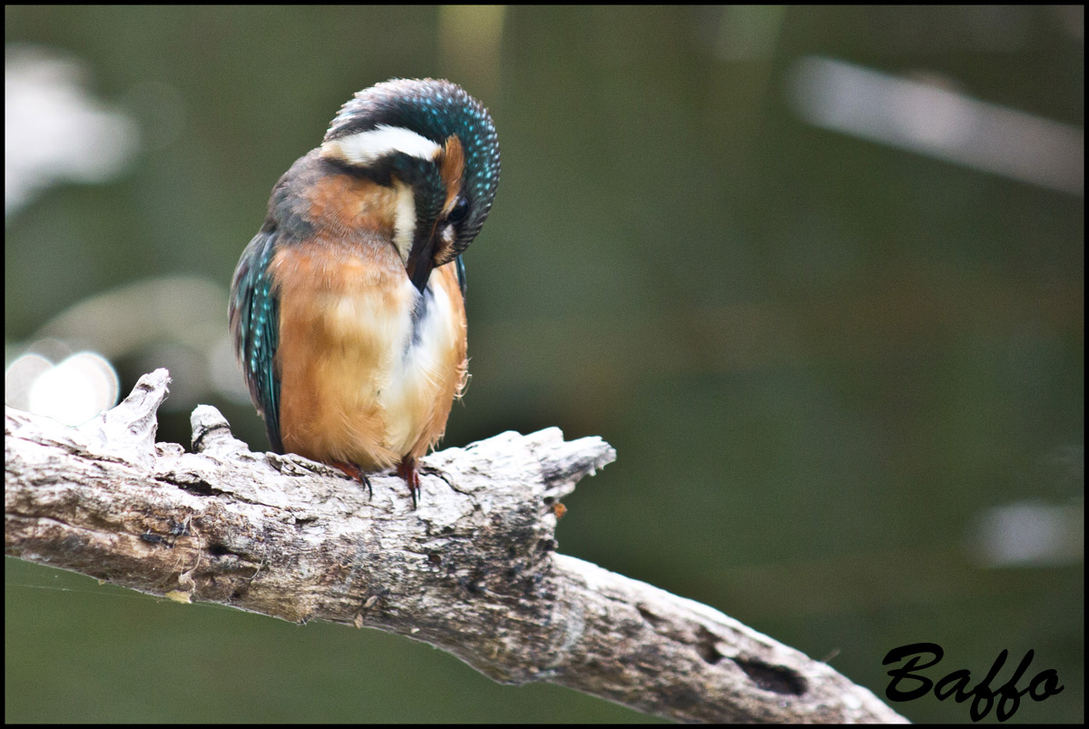 E anche il mio Martin